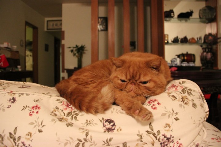 large_y7AO_09f400039f061262.jpg